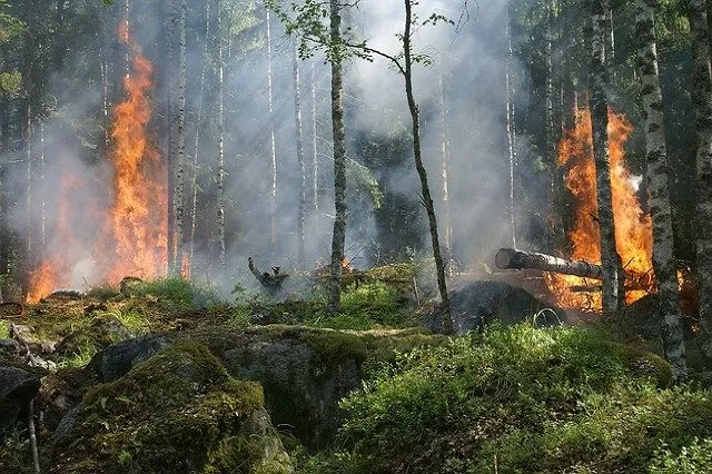 forest fire požar požari šume
