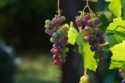 grapes grožđe crna gora montenegro economy export izvoz ekonomski indikatori cg 1q 2021