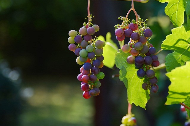 grapes grožđe crna gora montenegro economy export izvoz ekonomski indikatori cg bdp gdp pad