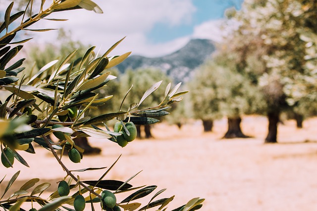 maslinari masline dobro bolje domaće poljoprivreda crna gora montenegro Maslinovo ulje - vodič za ocjenu kvaliteta