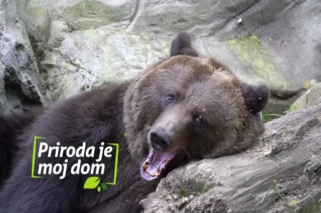 priroda je moj dom npcg npcg national park parks of montenegro Nature is my home - this video delighted Europe 😍