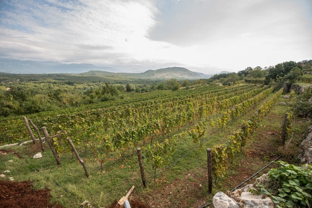 agrobudžet vina crna gora poljoprivreda vinarija malenza cg vinograd